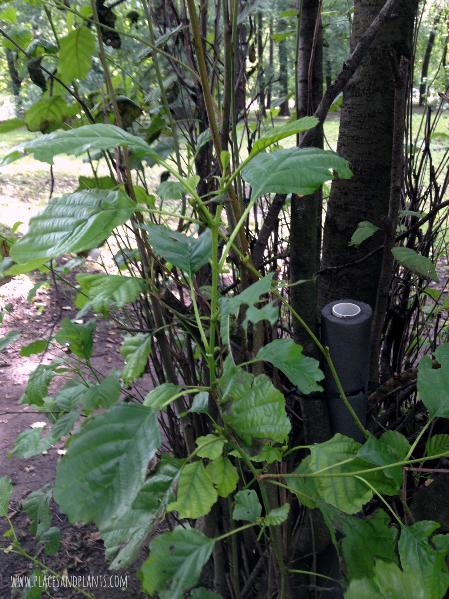 geocaching