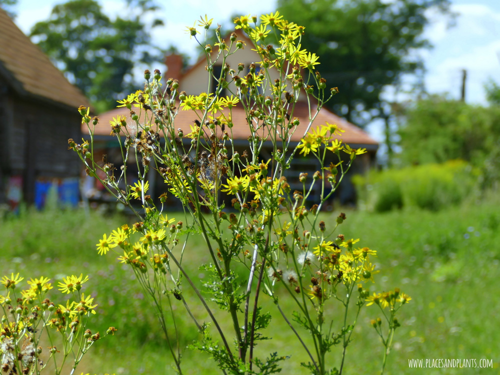 Esterka Village Festival 2017