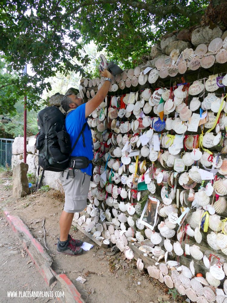 Camino de Santiago muszla św. Jakuba