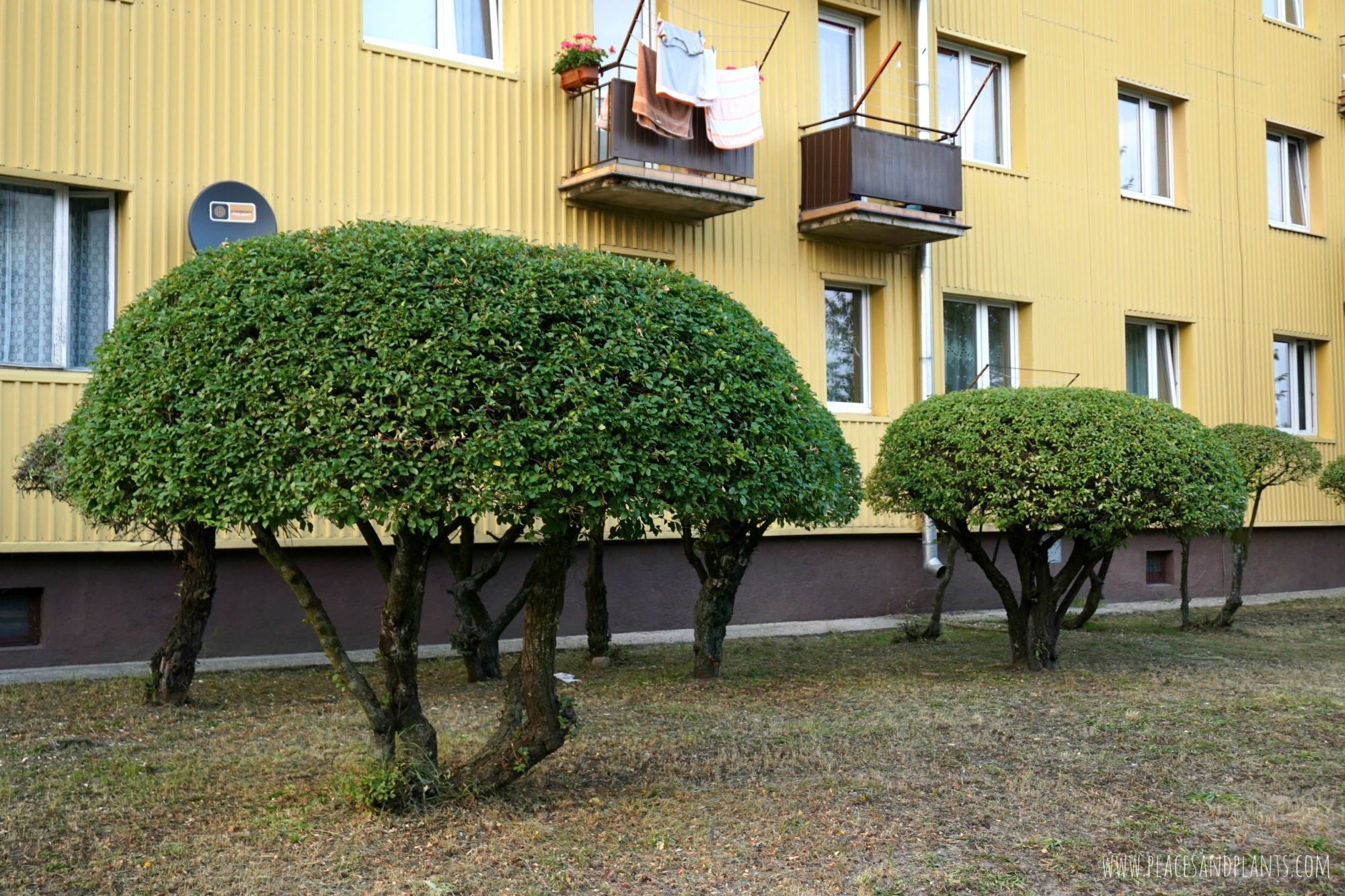 pionki