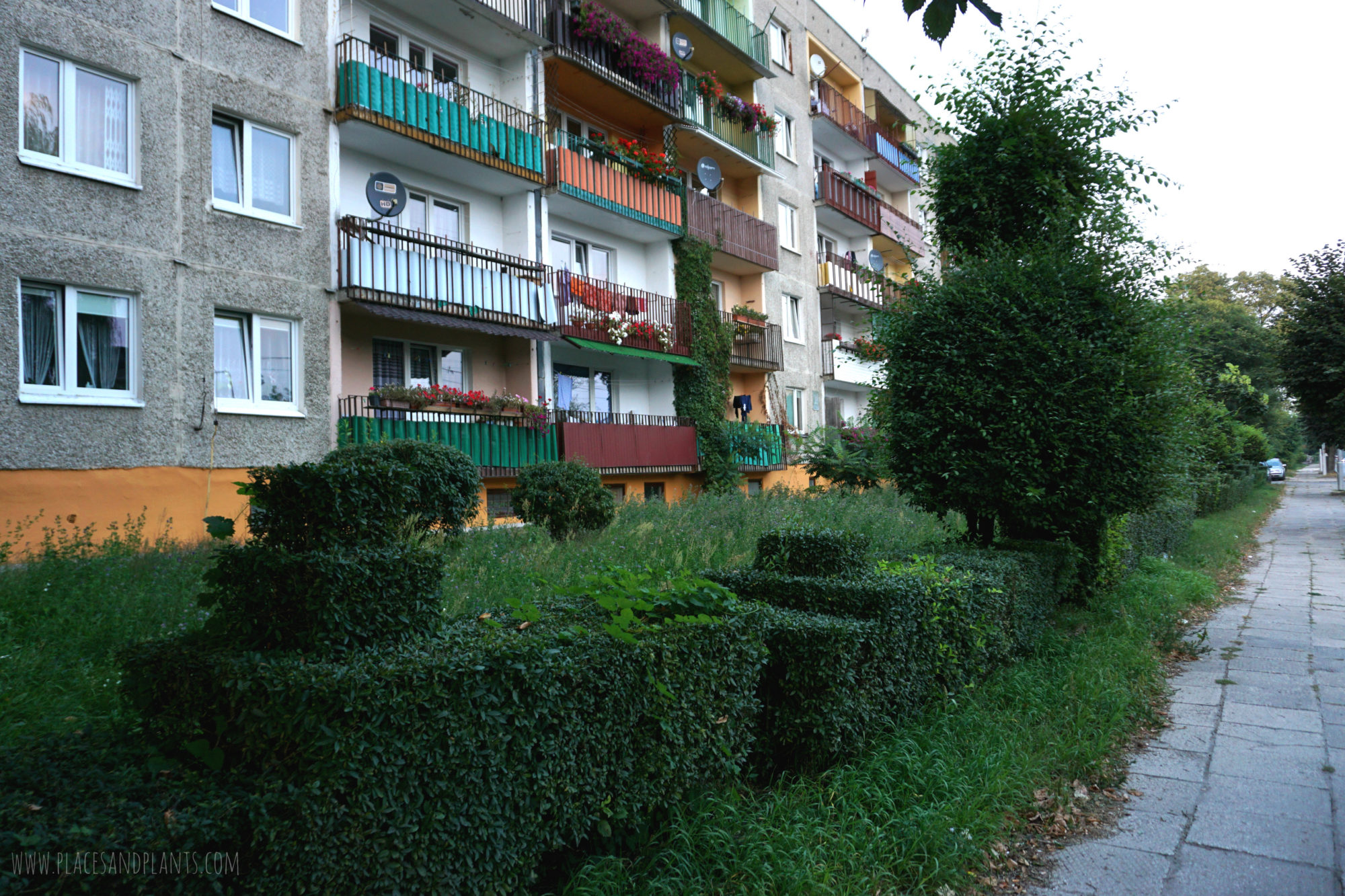 pionki