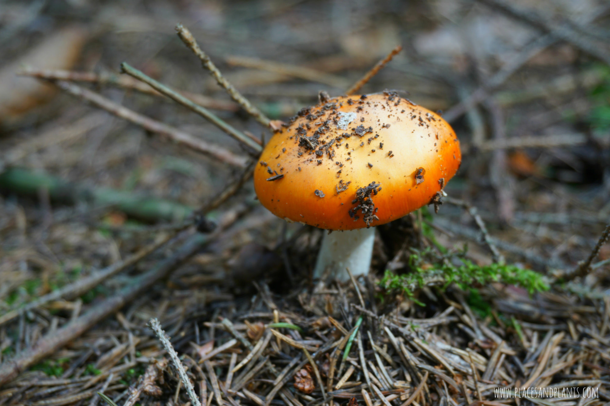 puszcza-kozienicka