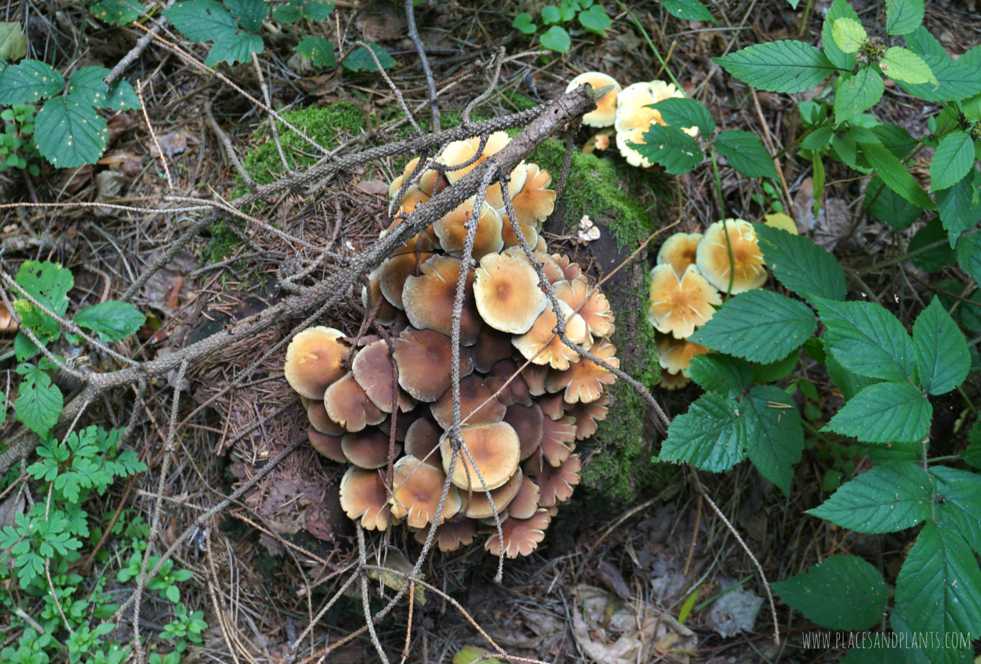 puszcza-kozienicka