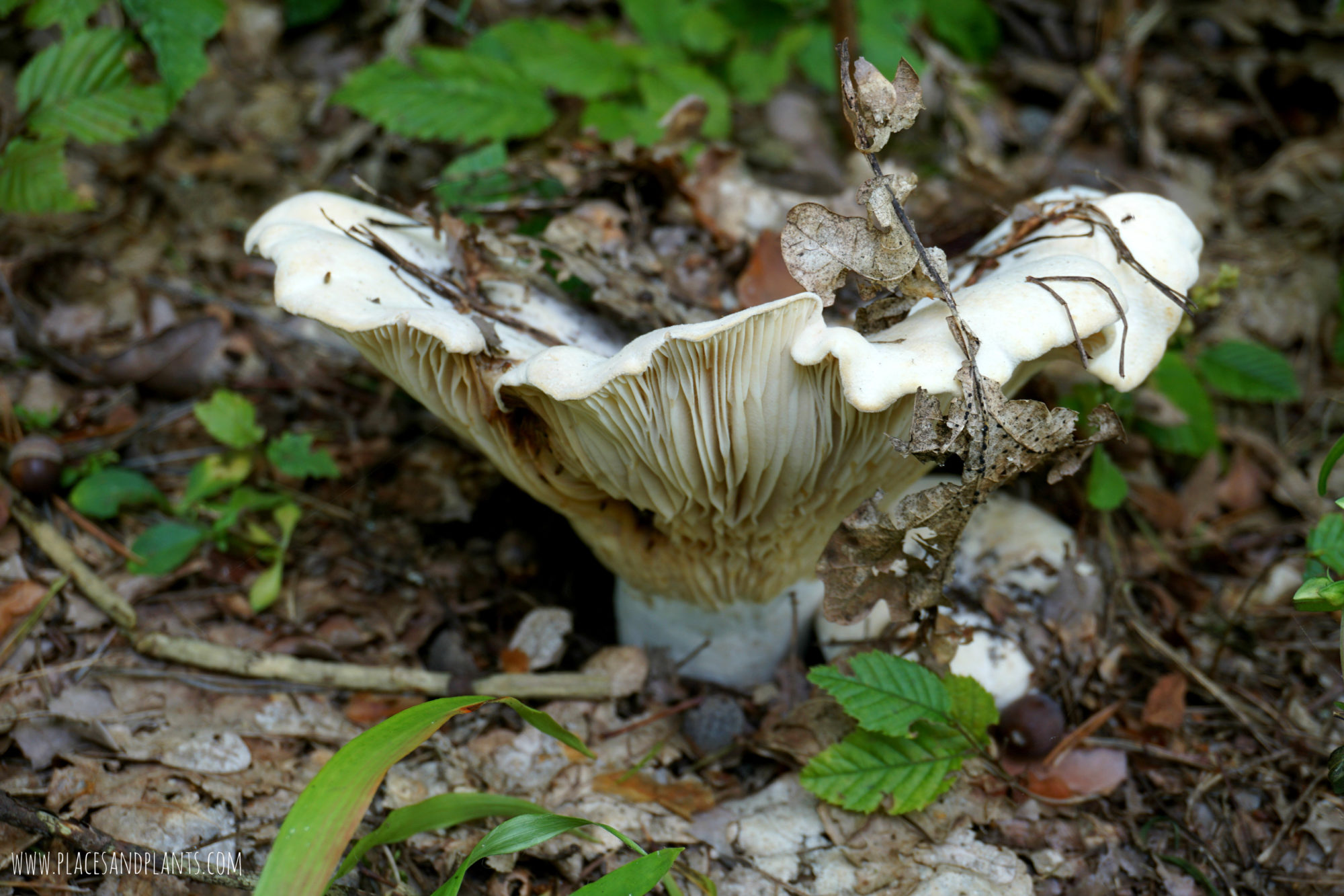 puszcza-kozienicka