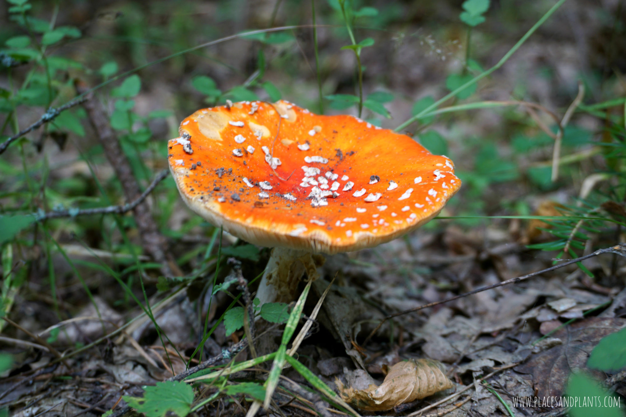 puszcza-kozienicka