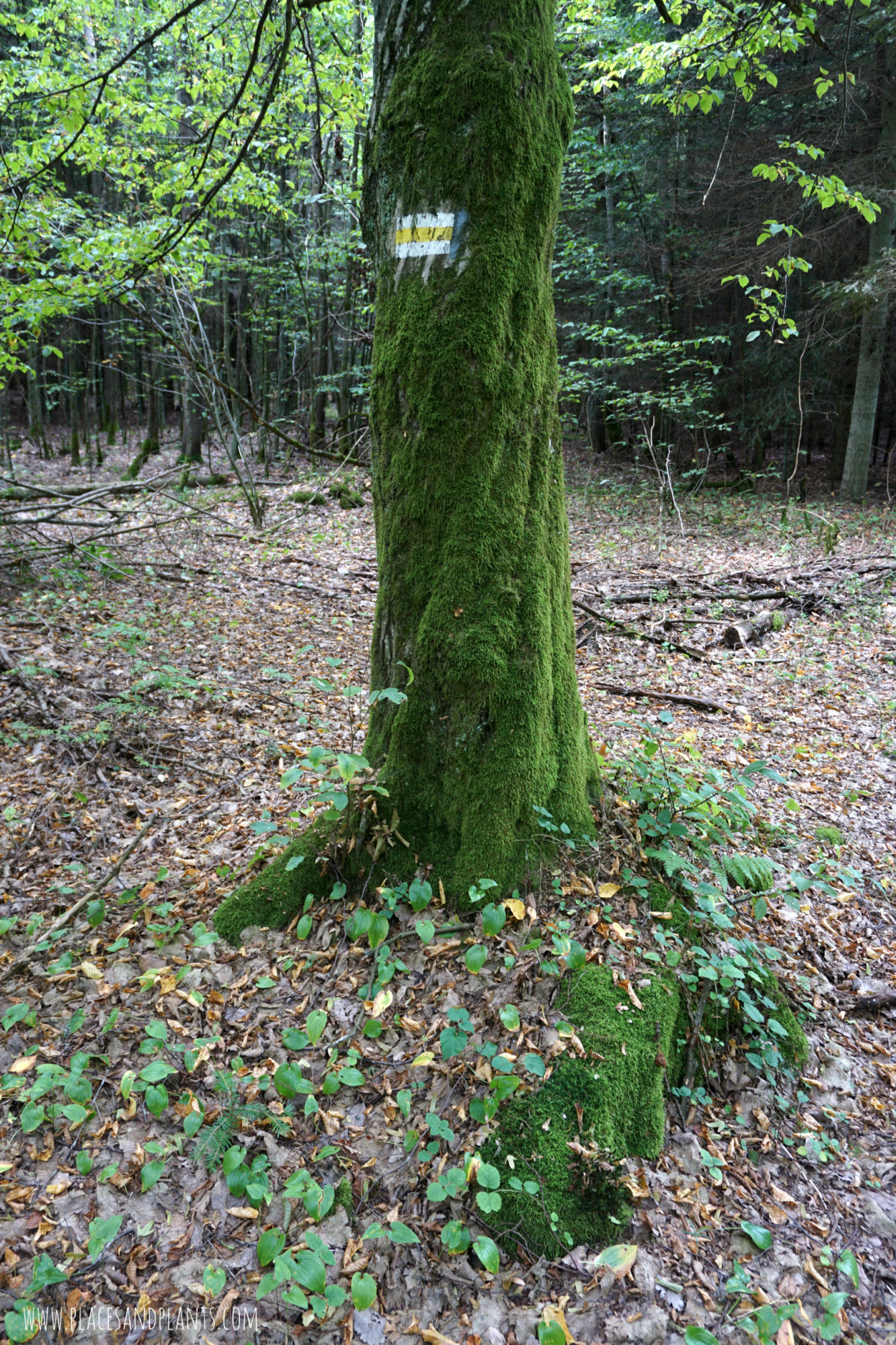 puszcza-kozienicka