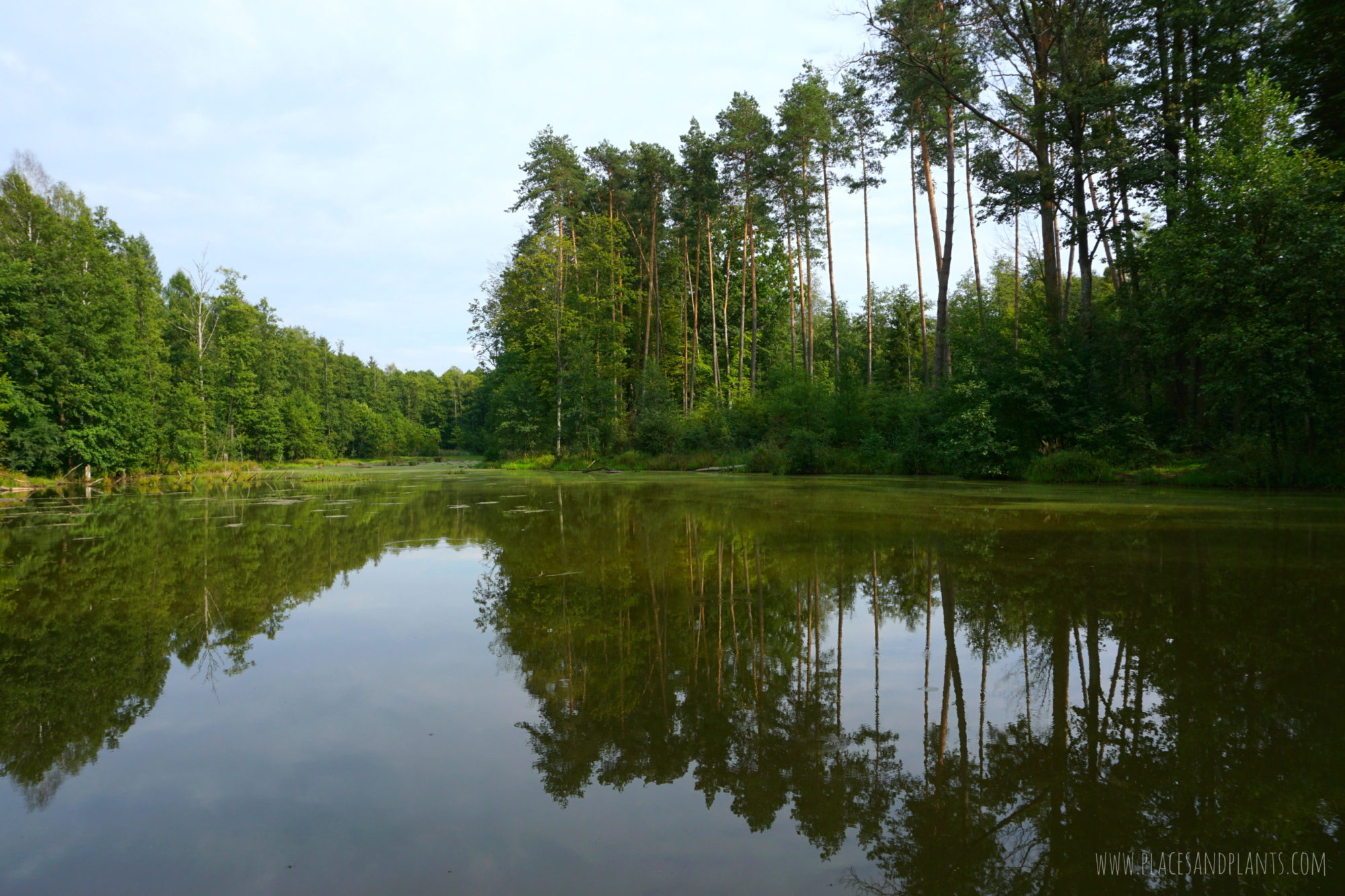 puszcza-kozienicka