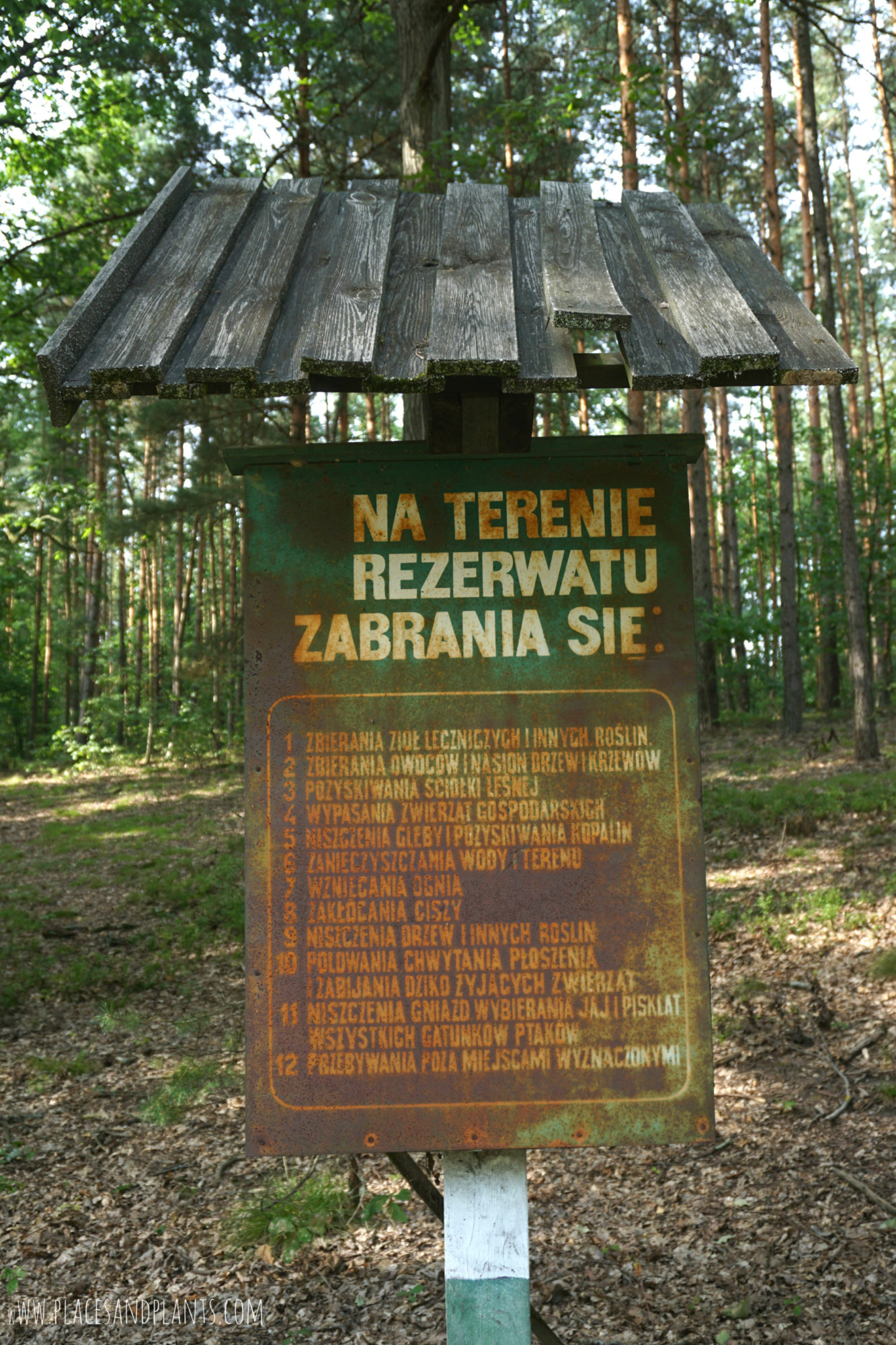 puszcza-kozienicka