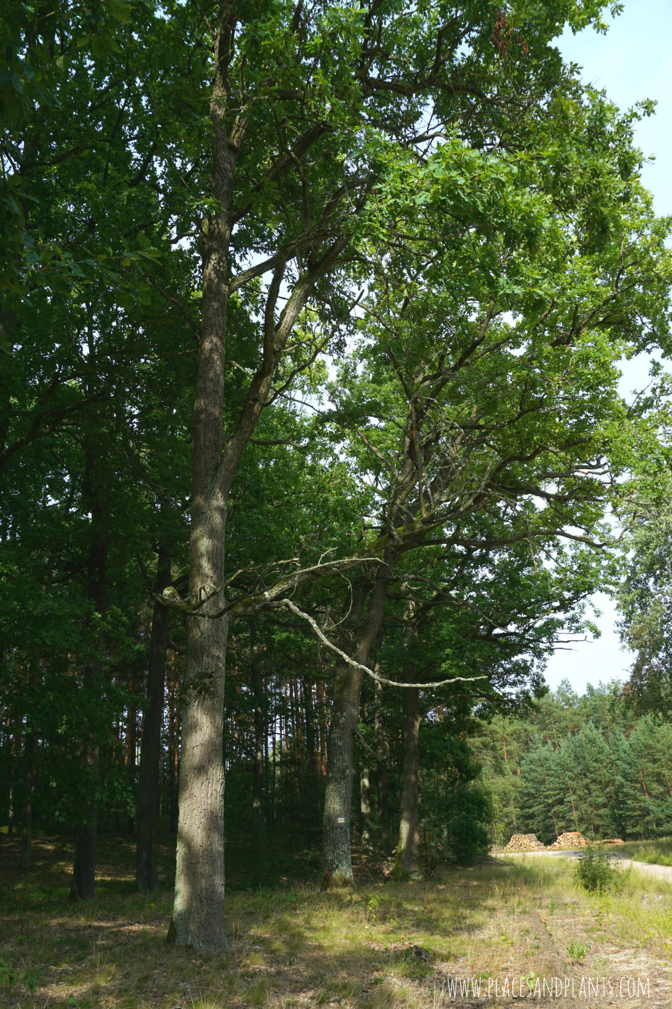 puszcza-kozienicka