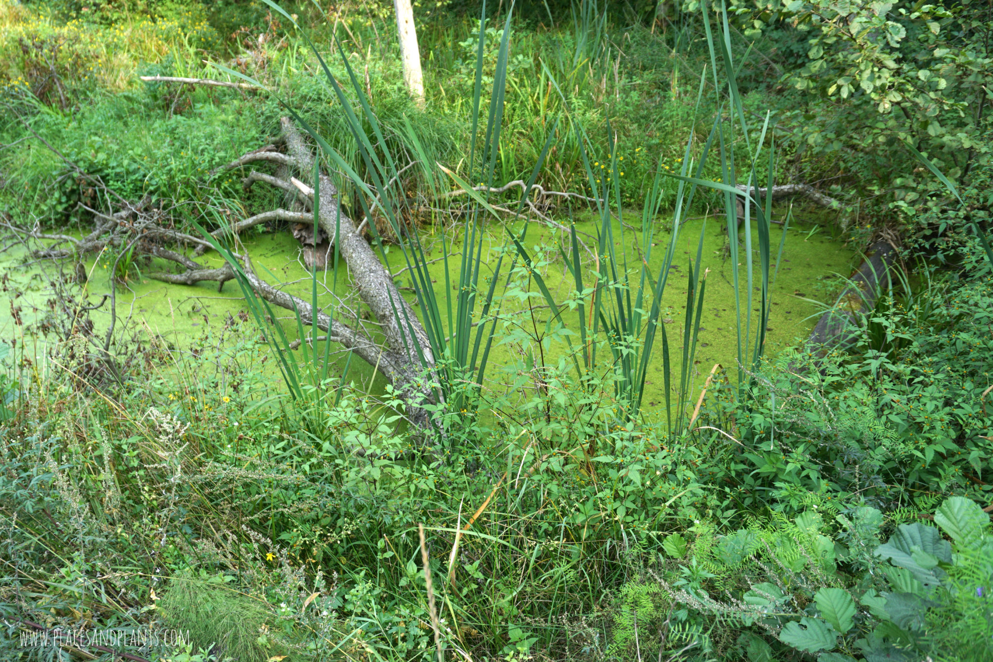 puszcza-kozienicka