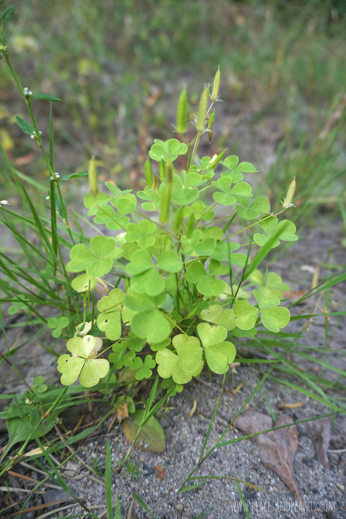 puszcza-kozienicka