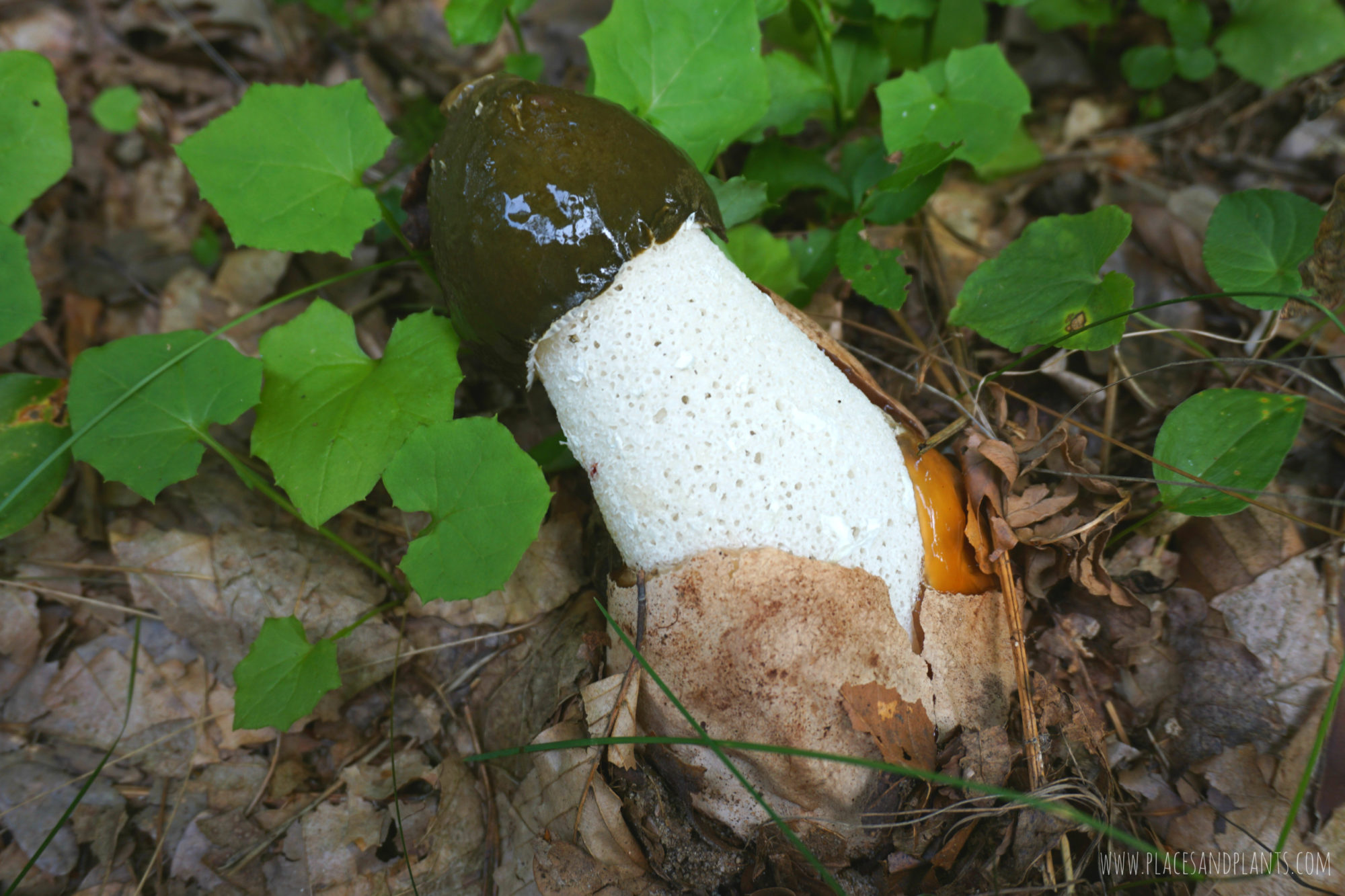 puszcza-kozienicka