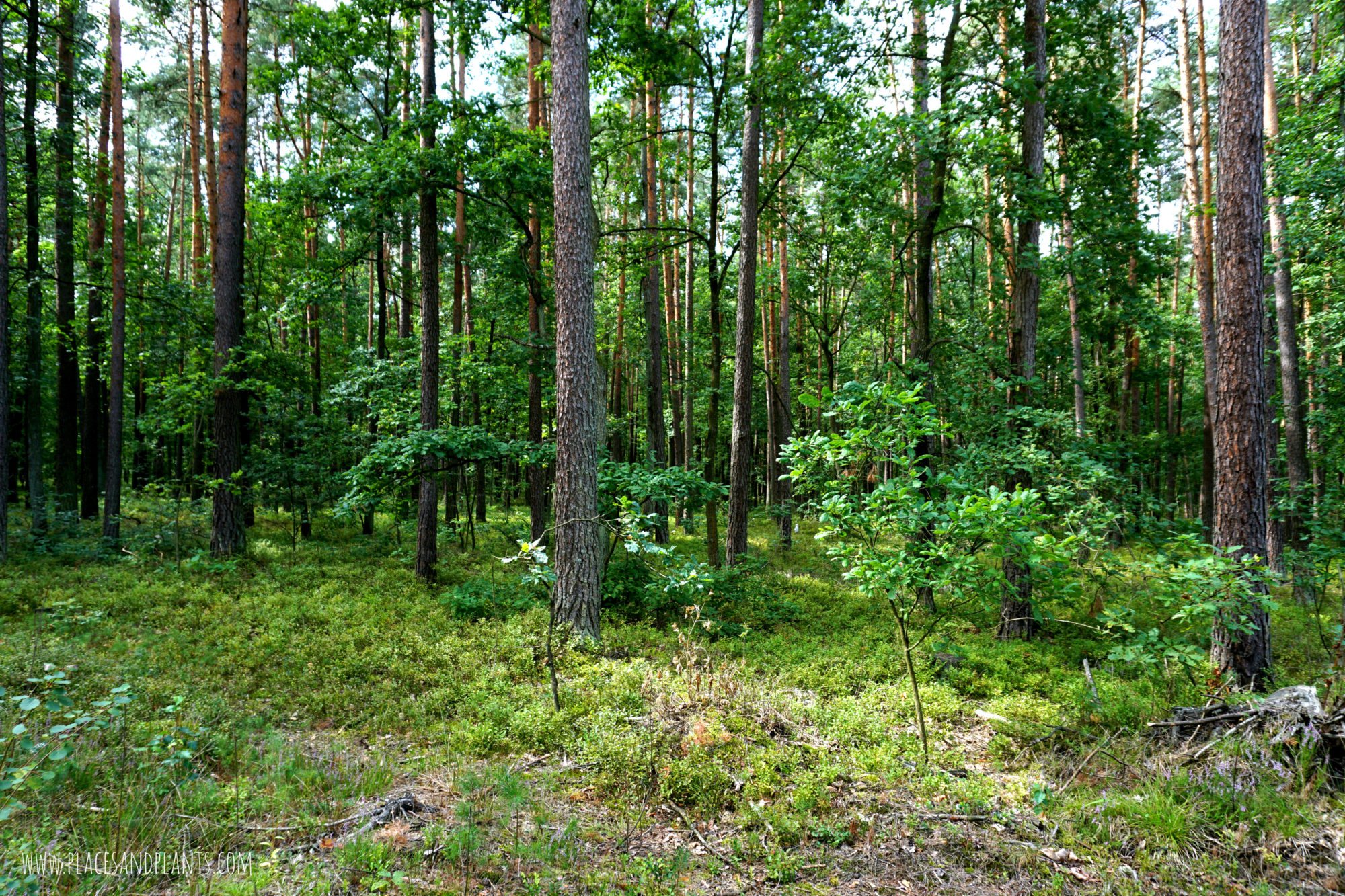 puszcza-kozienicka