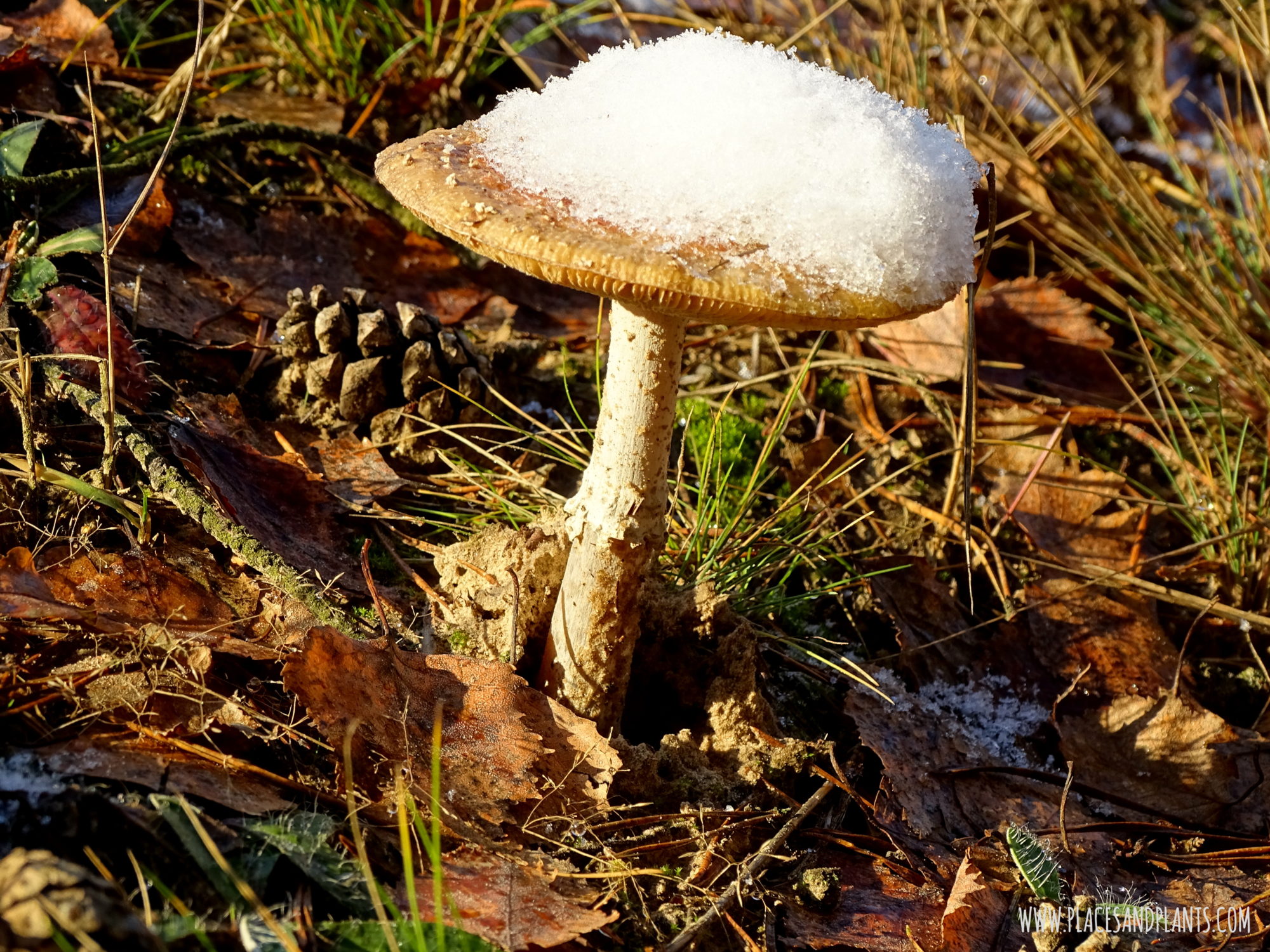 Podlasie