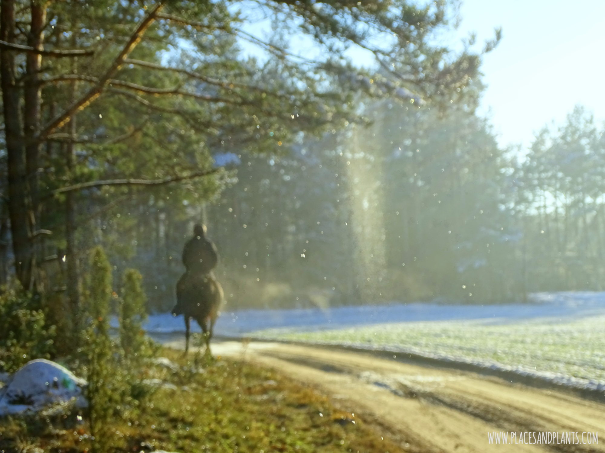 Podlasie