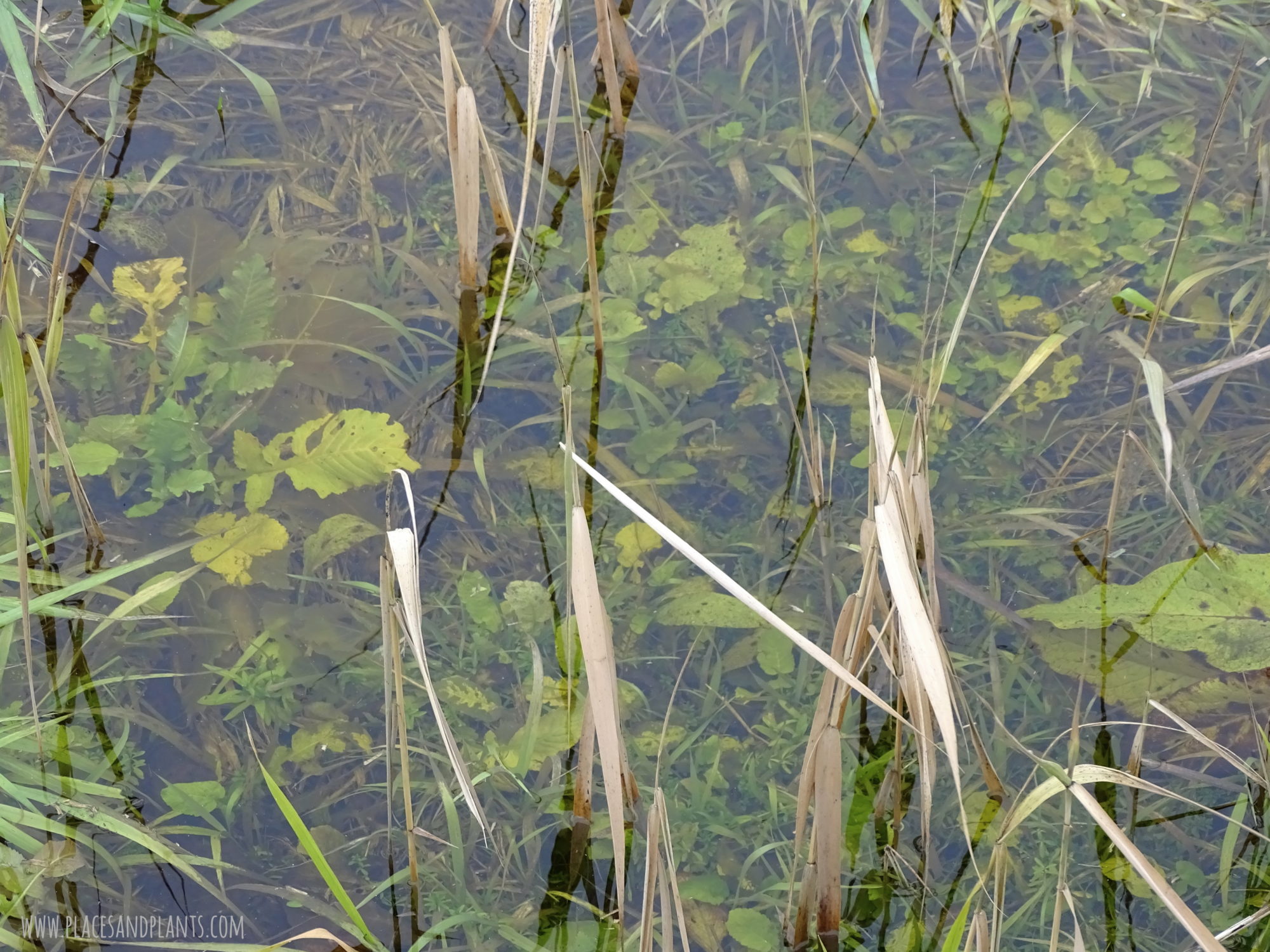 Podlasie Narwiański Park Narodowy