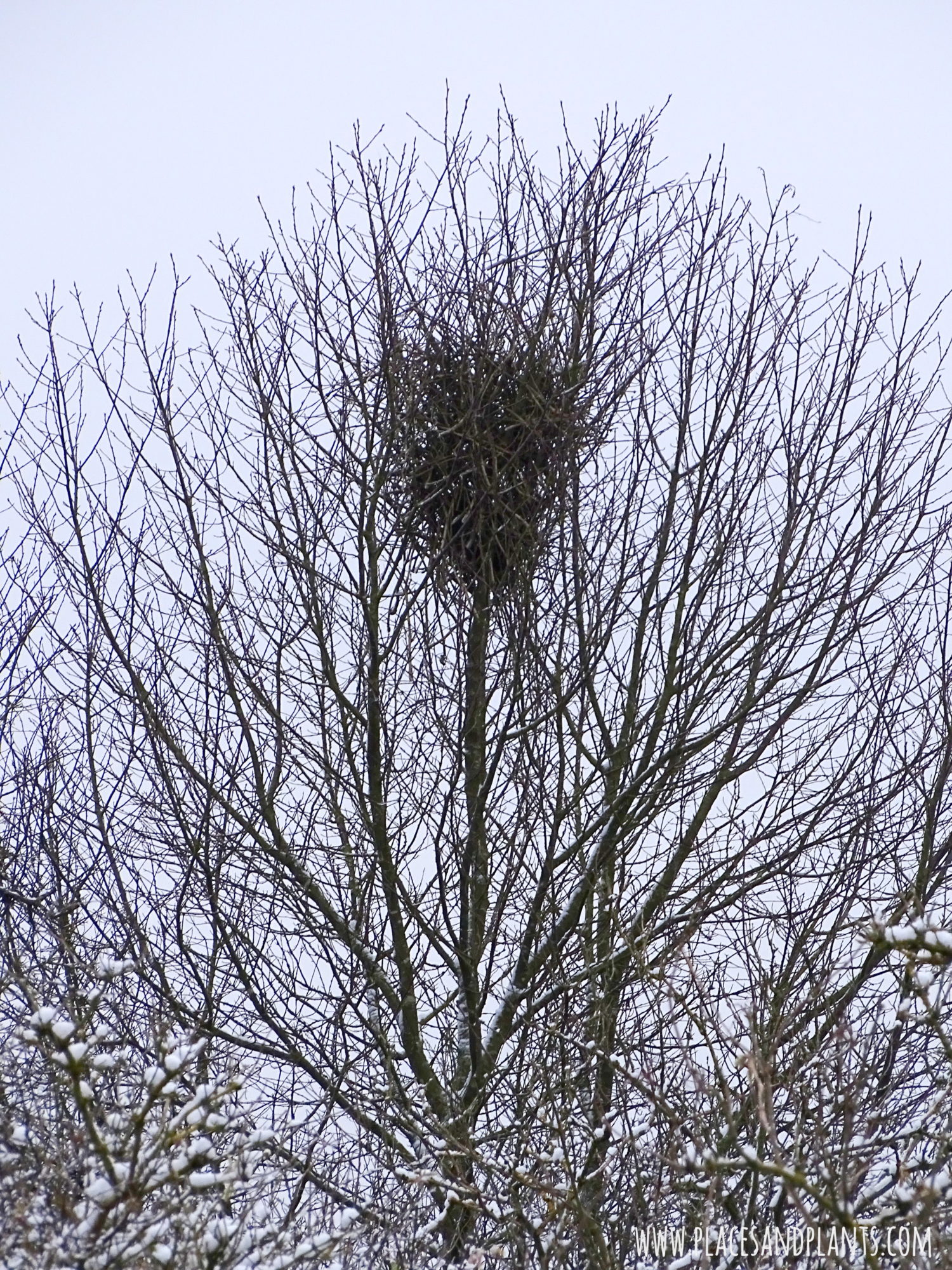 Podlasie