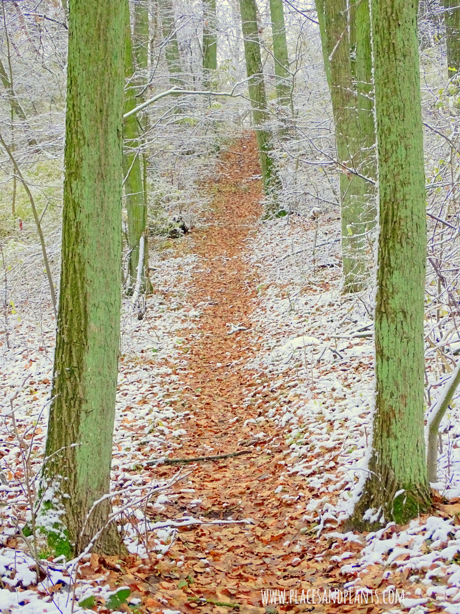 Podlasie