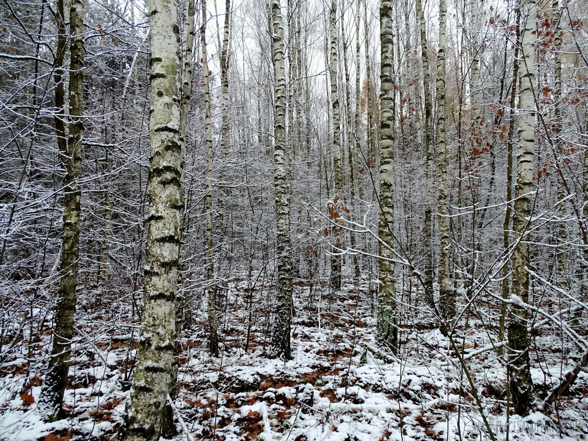 podlasie-1-31