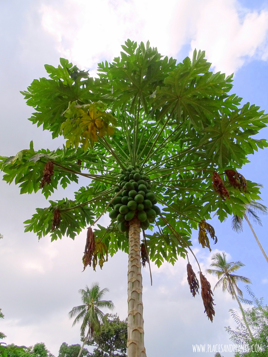 Papaja Zanzibar