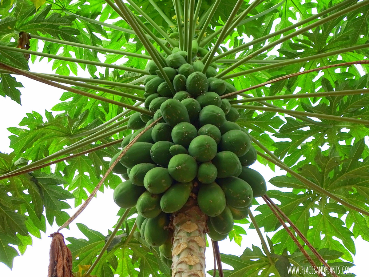 Papaja Zanzibar