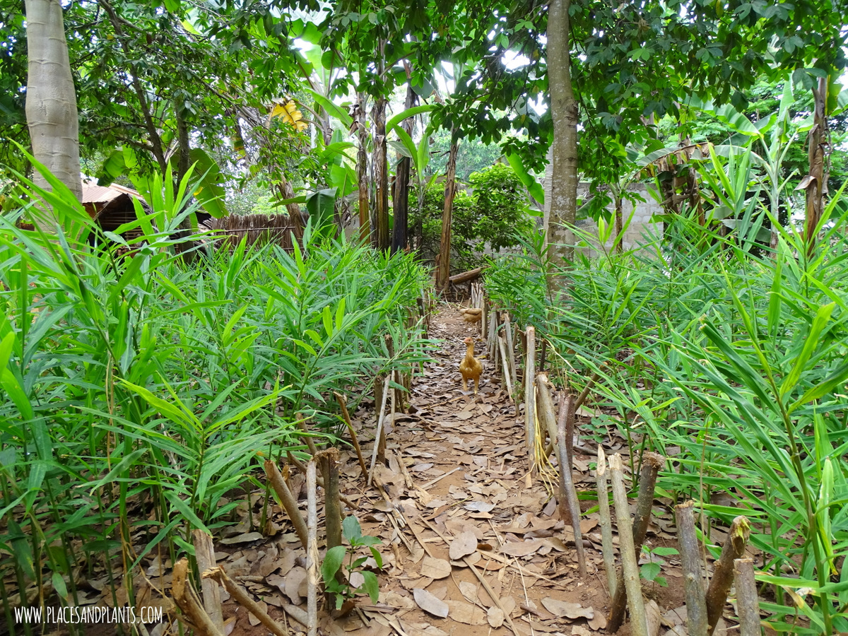 Przyprawy Zanzibar