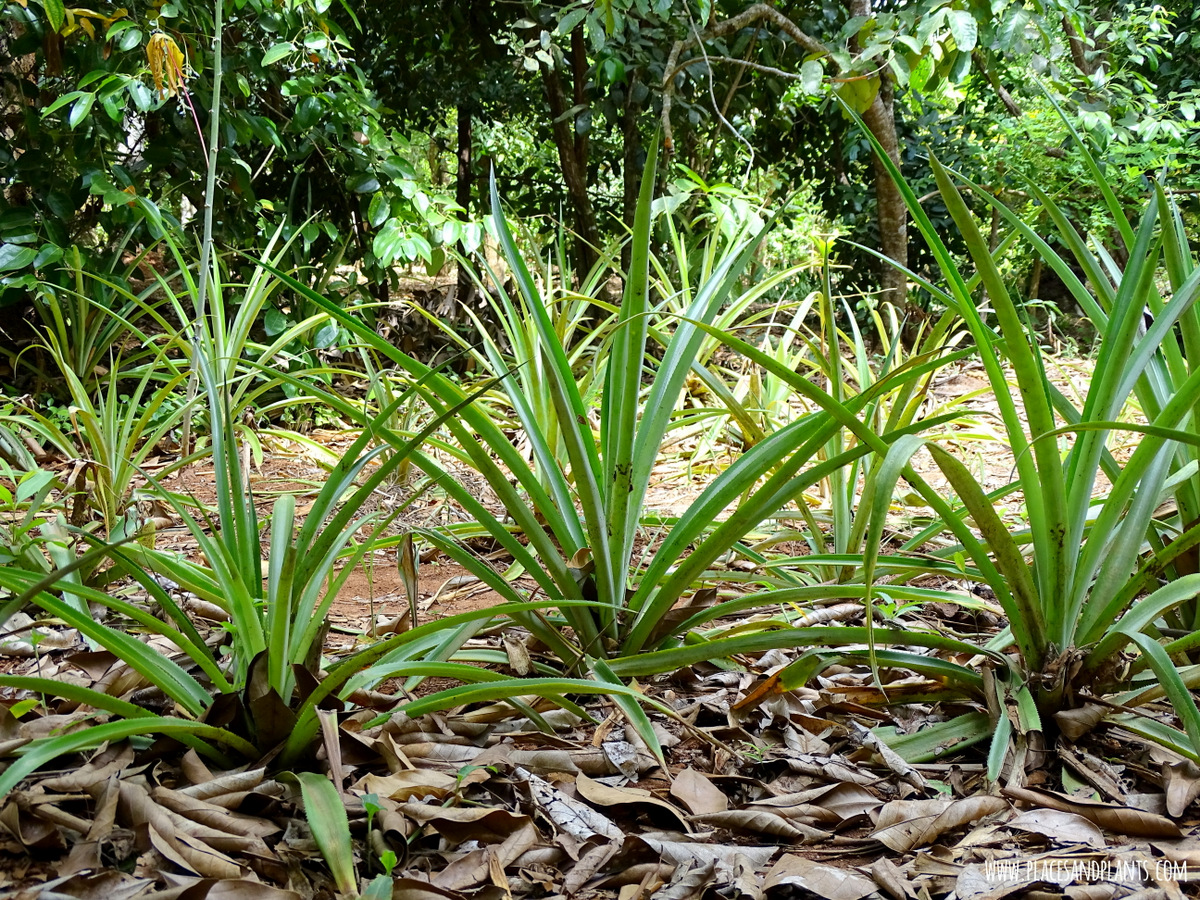 Przyprawy Zanzibar