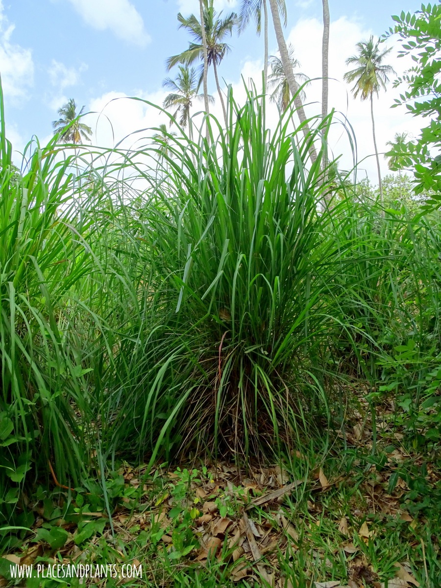 Przyprawy Zanzibar