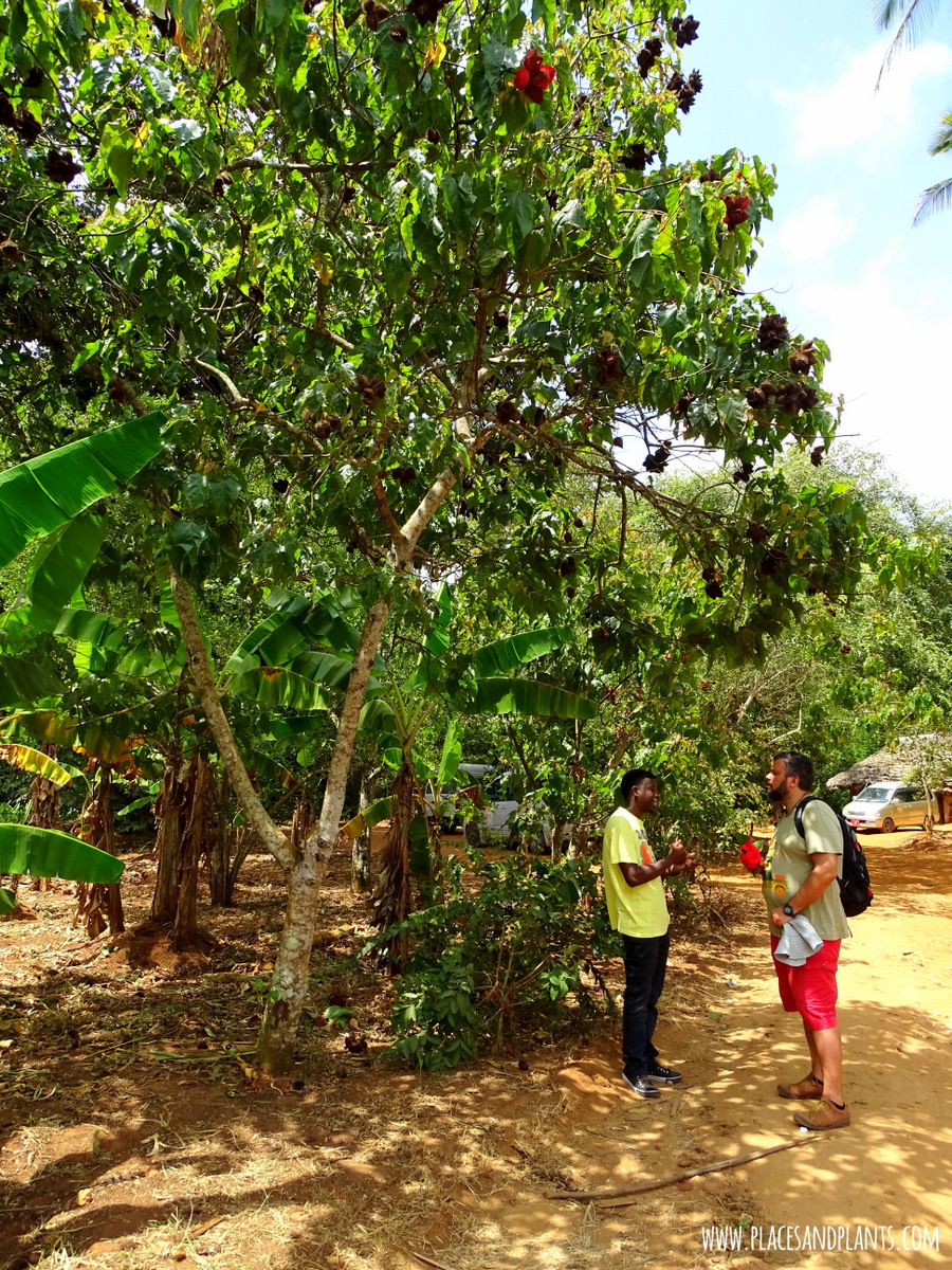 spice farm Zanzibar